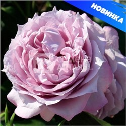 Роза Новалис (Сем.Алтая) ФЛ
