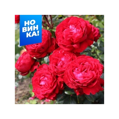 Роза Тиамо (Сем.Алтая)