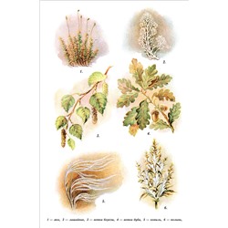 География. Учебник для 4 класса начальной школы. Виткович Н.Е. 1955