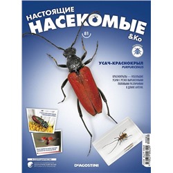 Журнал № 81 "Настоящие насекомые" (Усач-краснокрыл)