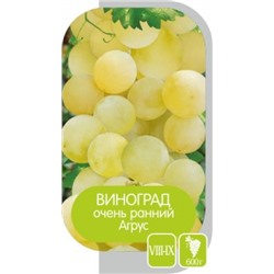 Виноград Эталон (Сем.Алтая)