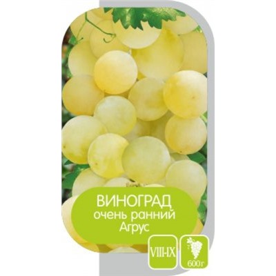 Виноград Эталон (Сем.Алтая)