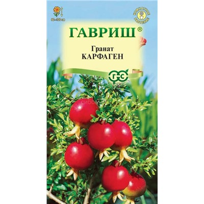 Гранат Карфаген карликовый (высота 60-100 см) (Гавр)