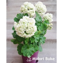 ГОРШОК пеларгония Midori buke