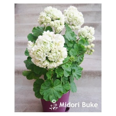 ГОРШОК пеларгония Midori buke