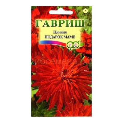 Цинния Подарок маме (Гавр)