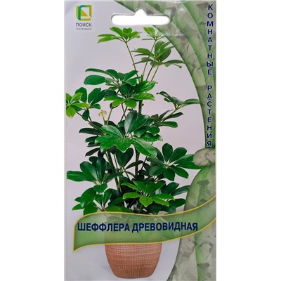 Шеффлера древовидная (П)