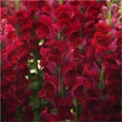 Цв.Львиный зев Потомак Ред F1 (Potomac Red)  (Григорьев) 5шт