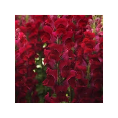 Цв.Львиный зев Потомак Ред F1 (Potomac Red)  (Григорьев) 5шт