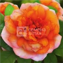 Роза Карамельная мечта (Сем.Алтая) ЧГ