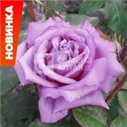 Роза Клод Брассер (Сем. Алтая) ЧГ