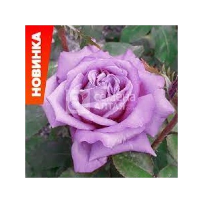 Роза Клод Брассер (Сем. Алтая) ЧГ