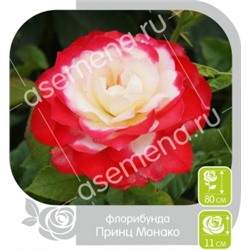 Роза Принц Монако (Сем.Алтая) ФЛ