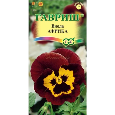 Виола Африка (Гавр)