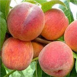 Персик Редхавен (Поиск) УКС