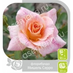 Роза Мишель Серро (Сем.Алтая)
