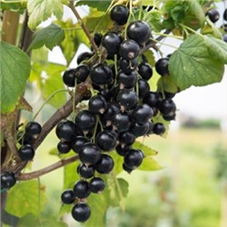Смородина Черная Нюрсинка (Поиск)