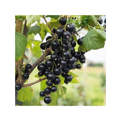 Смородина Черная Нюрсинка (Поиск)