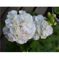 Пеларгония ОЧ Madpearl White укорен.черенок