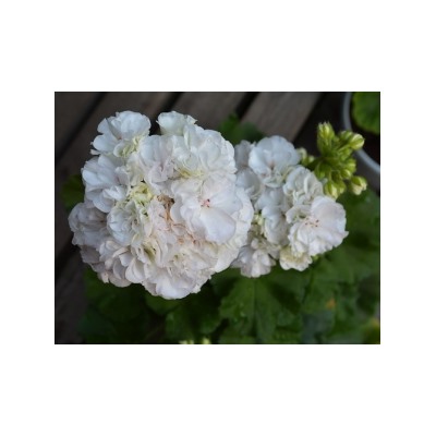Пеларгония ОЧ Madpearl White укорен.черенок