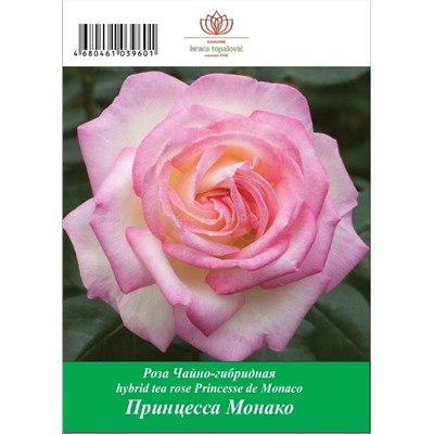 Роза Принцесса Монако чайно-гибридная ТУБА (БТ)