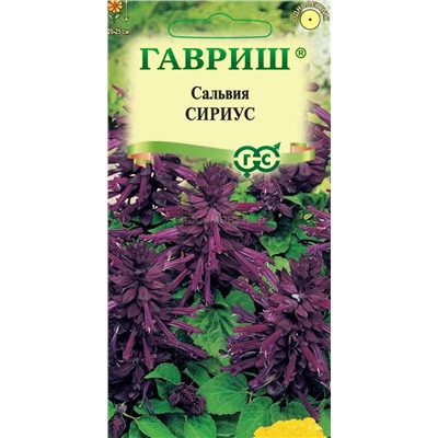 Сальвия Сириус карликовая фиолет (Гавр)