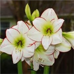 ГОРШОК Амариллис Пикассо 1шт (ИС)