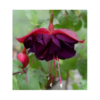 фуксия Roesse Himalia укорен.черенок