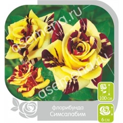 Роза Симсалабим (Сем.Алтая) ФЛ