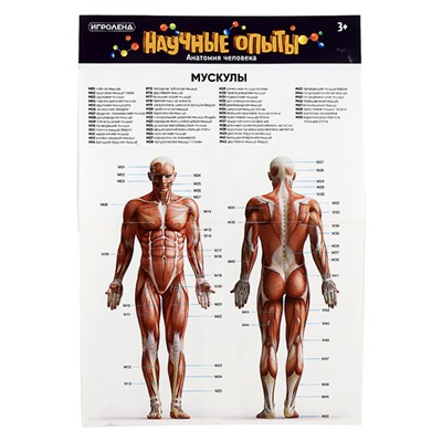 ИГРОЛЕНД Научные опыты "Анатомия человека", ABS, 22,5х16,6х6см, 3 дизайна