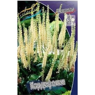 Клопогон Кордифолия (ИС) 1шт