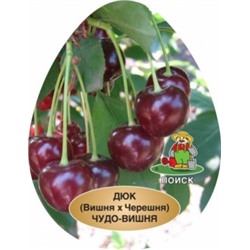 Вишня Чудо-вишня ДЮК (Поиск) кор