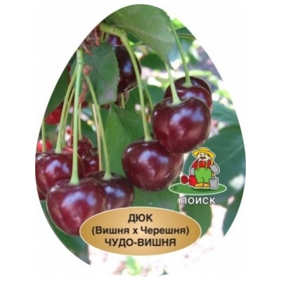 Вишня Чудо-вишня ДЮК (Поиск) кор
