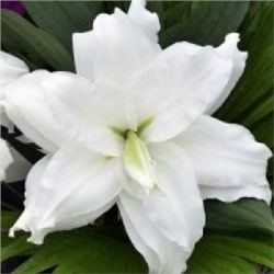 Лилии Анжела Roselily 5шт (ИС) вост.махр