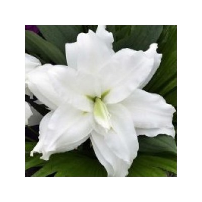 Лилии Анжела Roselily 5шт (ИС) вост.махр