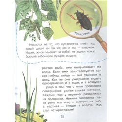 Сколько глаз у стрекозы?