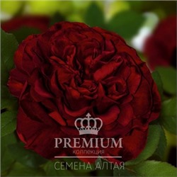 Роза Энкре Нуар (Сем.Алтая) ЧГ