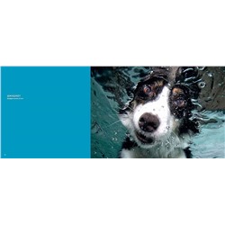 Собаки под водой. Мокрые и смешные