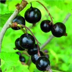Смородина Черная Грация (Поиск)