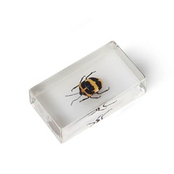 Журнал №77 "Настоящие насекомые" С ВЛОЖЕНИЕМ! Клоп щитник-черепашка