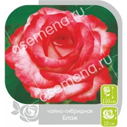 Роза Блажь (Сем.Алтая) ЧГ