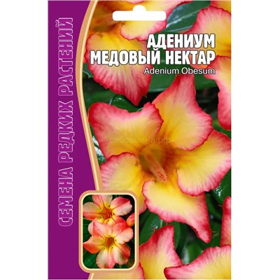 Адениум Медовый нектар (Редкие)