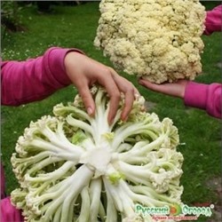 Капуста цв.Спаржевая F1 (НК) 12шт