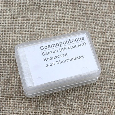 Зубы акулы "Cosmopolitodus" 5шт. в блистерной упаковке