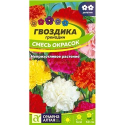 Гвоздика Гренадин садовая смесь (Алтай)