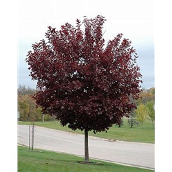 Черемуха Краснолистная Колората (Код: 81885)