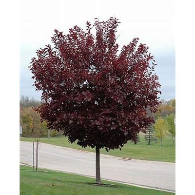 Черемуха Краснолистная Колората (Код: 81885)