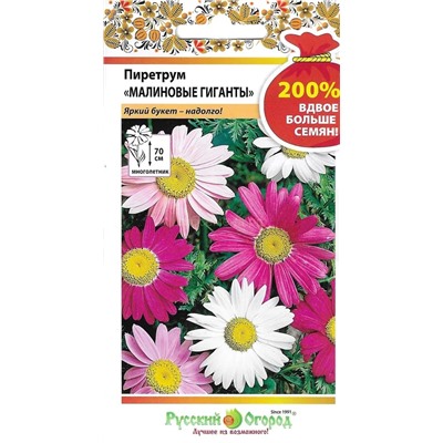 Пиретрум Малиновые гиганты (НК)
