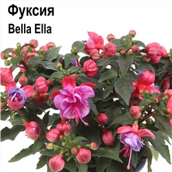 Ч Фуксия Белла Элла прямостоячая 1шт