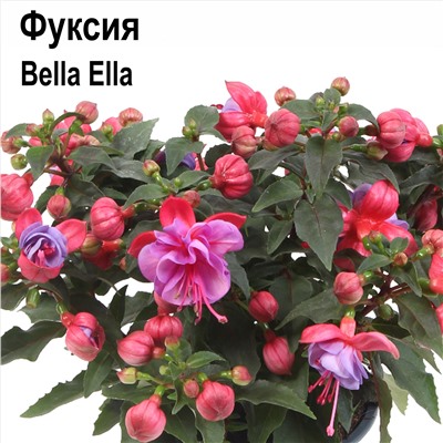 Ч Фуксия Белла Элла прямостоячая 1шт